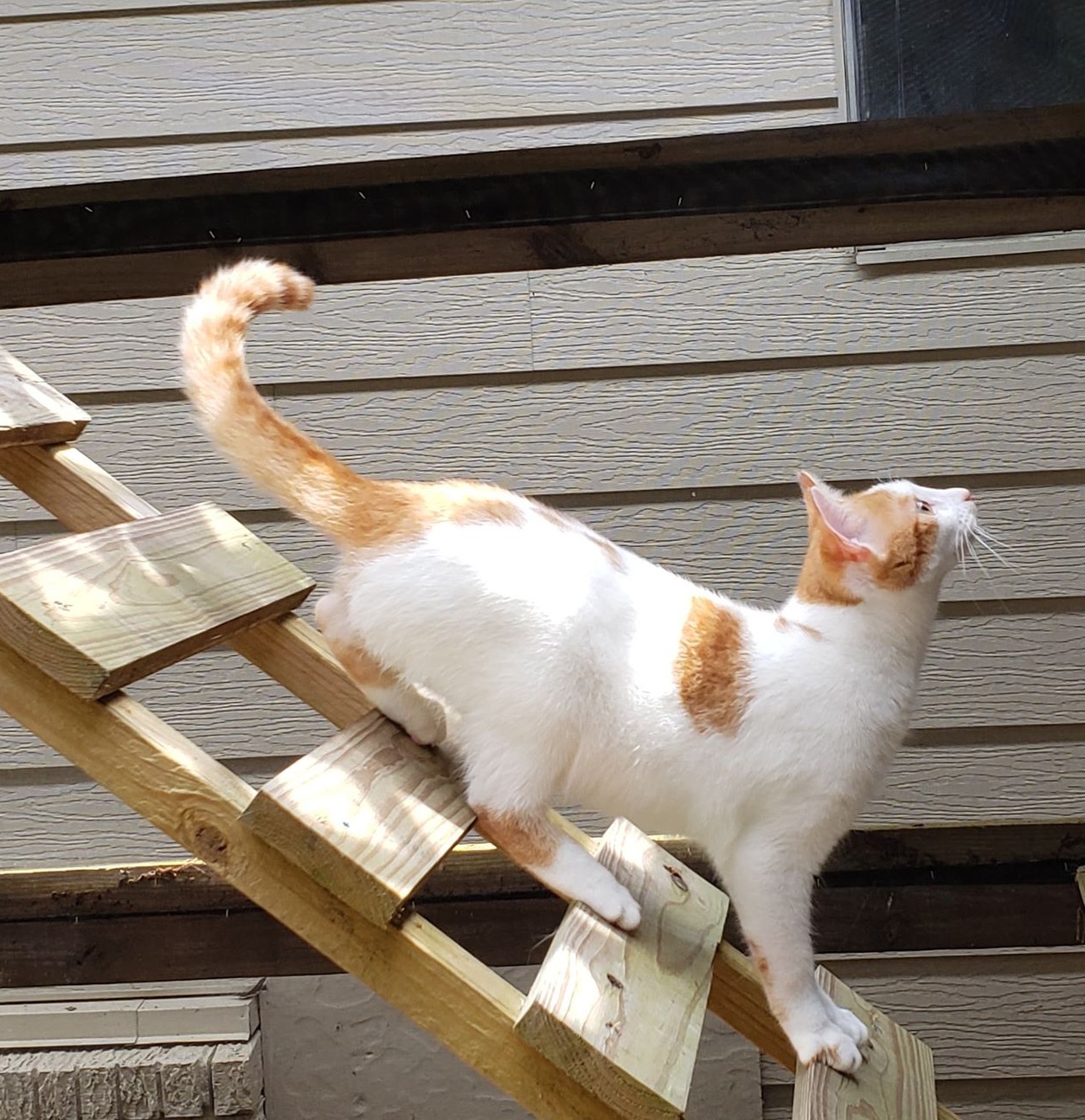 CATS Bridge To Rescue  Cat & Kitten Pet Adoptions